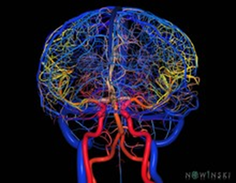 Brain Health at Every Age: From Childhood Development to Ageing Well